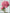 Peony diamond painting kits collection