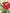 Rose diamond painting kits collection