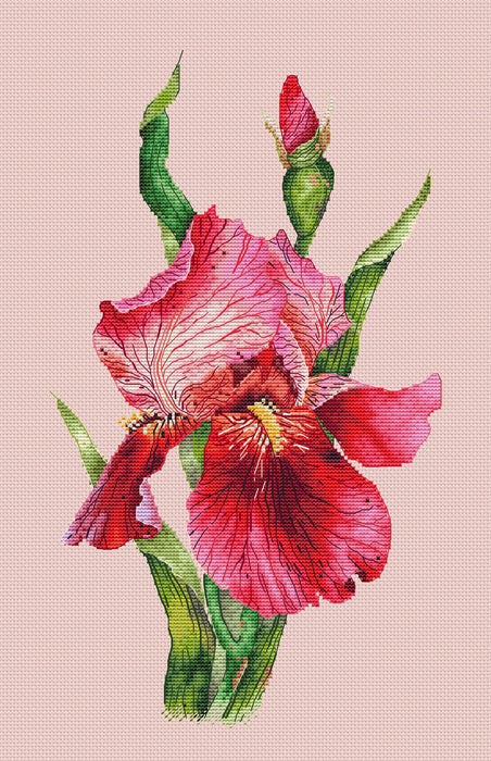 Scarlet Iris - PDF Cross Stitch Pattern