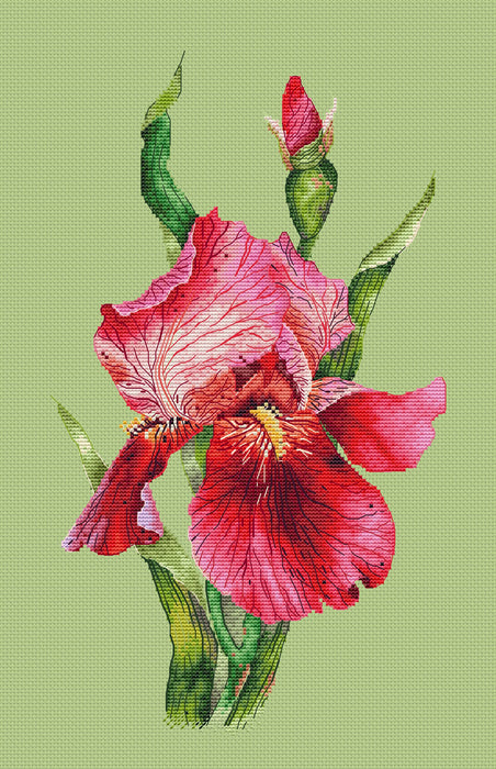 Scarlet Iris - PDF Cross Stitch Pattern