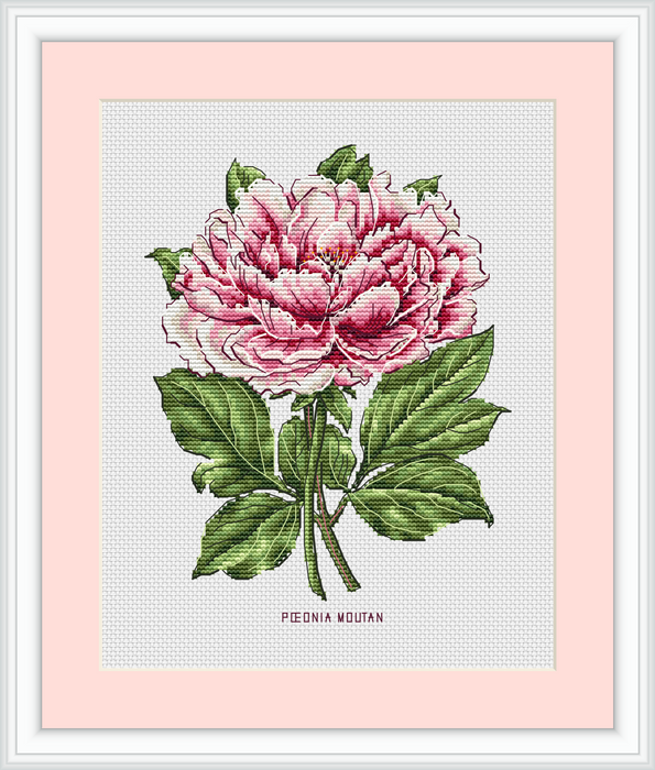 Peony Flower - PDF Cross Stitch Pattern