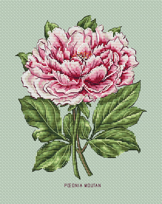 Peony Flower - PDF Cross Stitch Pattern