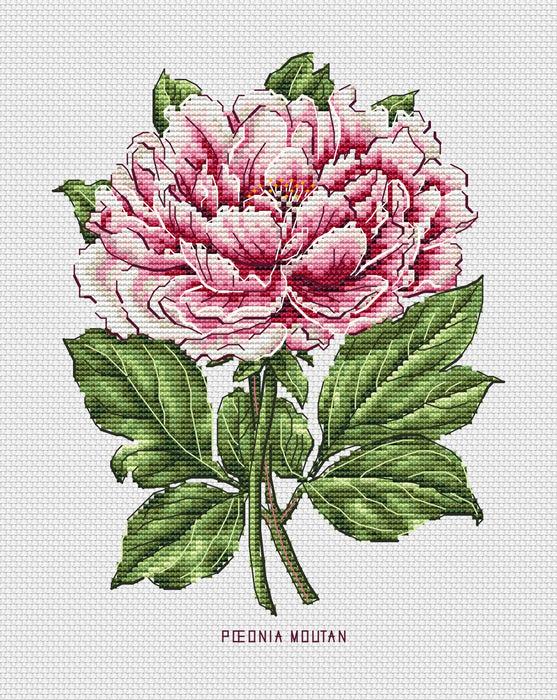 Peony Flower - PDF Cross Stitch Pattern