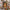 Cross-stitch kit - Hen in the Yard AH-326
