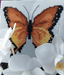 "Butterflies" 117CS Counted Cross-Stitch Kit - Wizardi