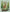 Deer in the Forest - PDF Cross Stitch Pattern