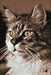 Cat at Home CS212 7.9 x 11.8 inches Crafting Spark Diamond Painting Kit - Wizardi
