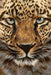 Cheetah CS069 7.9 x 11.8 inches Crafting Spark Diamond Painting Kit - Wizardi