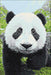 Curious Panda WD074 11.8 x 7.9 inches Wizardi Diamond Painting Kit - Wizardi