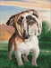 Dreaming Dog CS2537 11.8 x 15.7 inches Crafting Spark Diamond Painting Kit - Wizardi