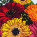 Gerberas - PDF Counted Cross Stitch Pattern - Wizardi