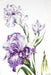 Irises B2251L Counted Cross-Stitch Kit - Wizardi