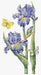 May Iris B7001L Counted Cross-Stitch Kit - Wizardi